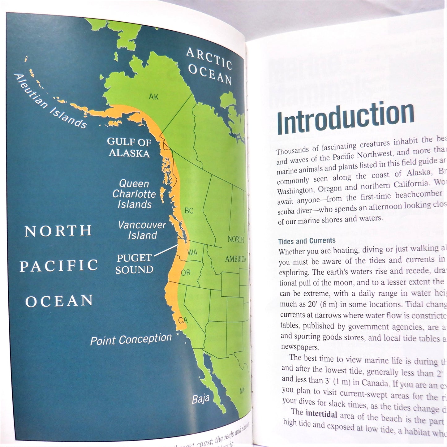 PACIFIC REEF & SHORE, A Photo Guide to Northwest Marine Life, by R. M. Harbo, (2006 1st Ed.)