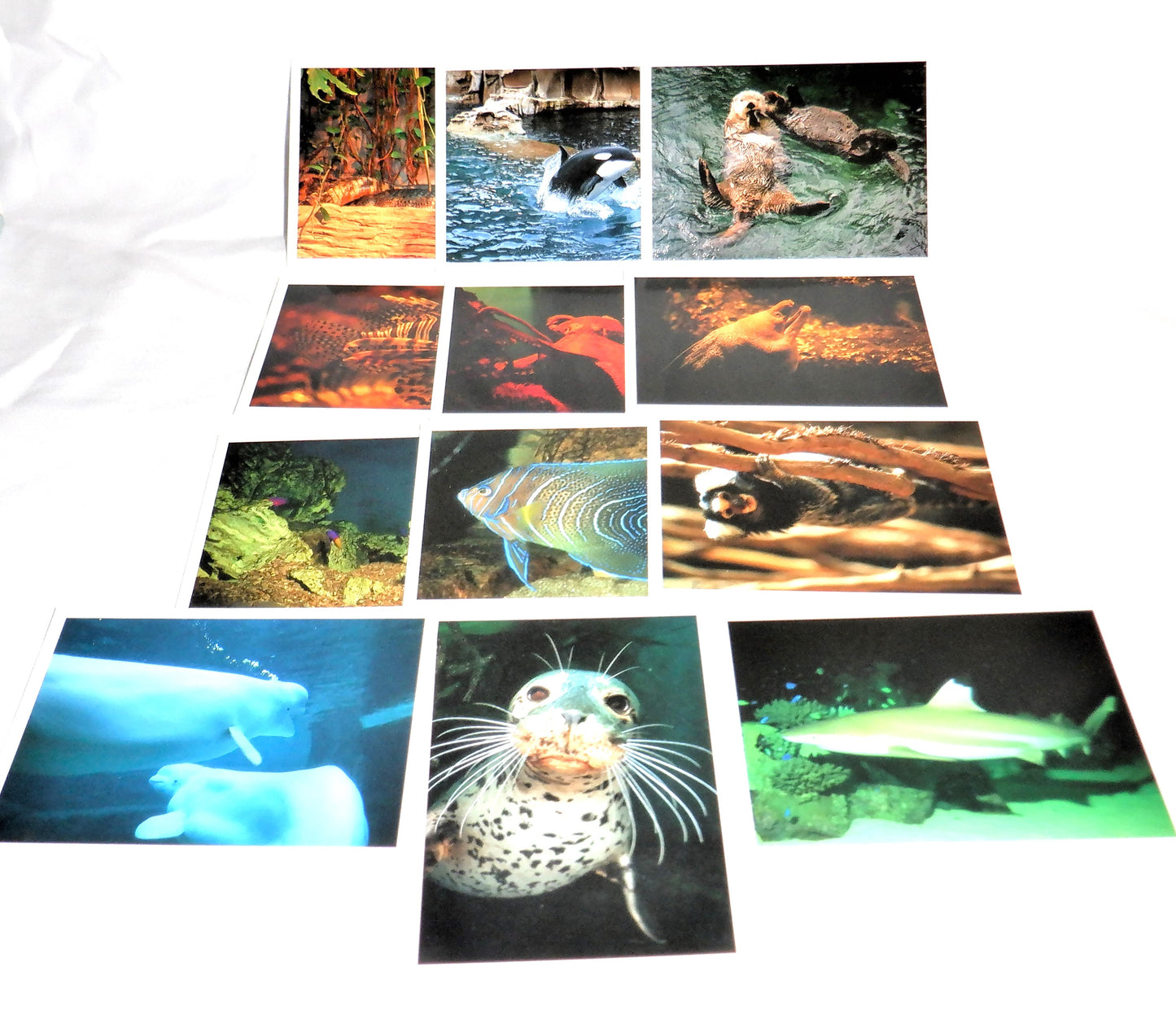 VANCOUVER AQUARIUM, British Columbia, Canada: 12-Real Animal Photograph Vintage Souvenir Set, Made in JAPAN, 1991