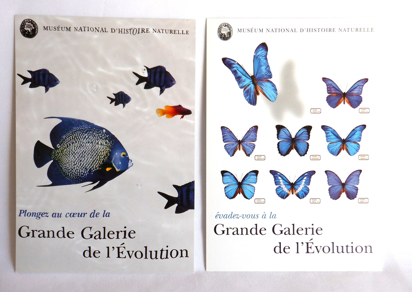 POSTCARD, Set of 2, Vintage Fish & Butterfly Postcards from Le Museum National D'Histoire Naturelle, PARIS, FRANCE