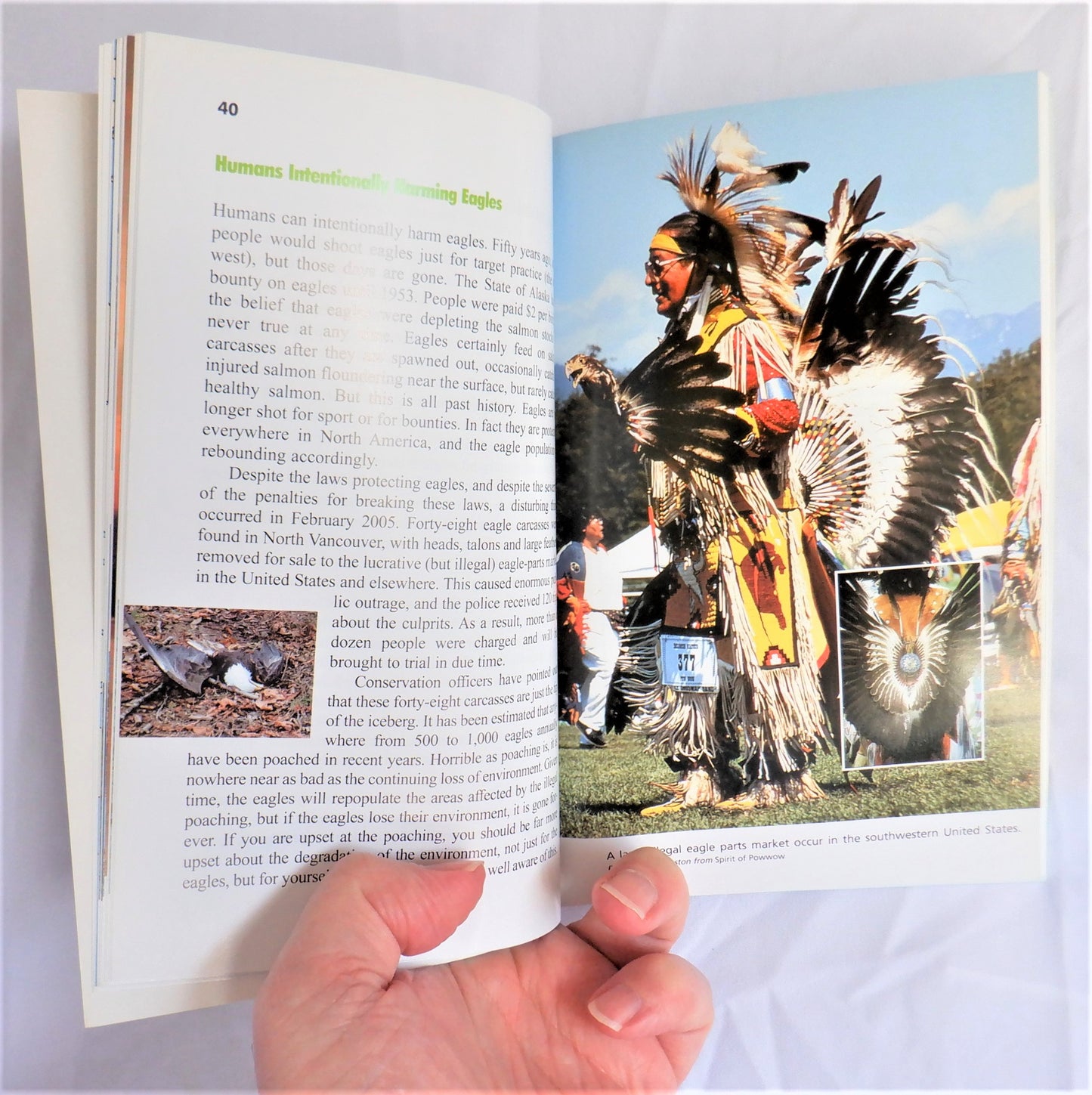 THE EAGLES OF HORNBY ISLAND, My Tree-top Neighbours, by Douglas Carrick (1st Ed. SIGNED)