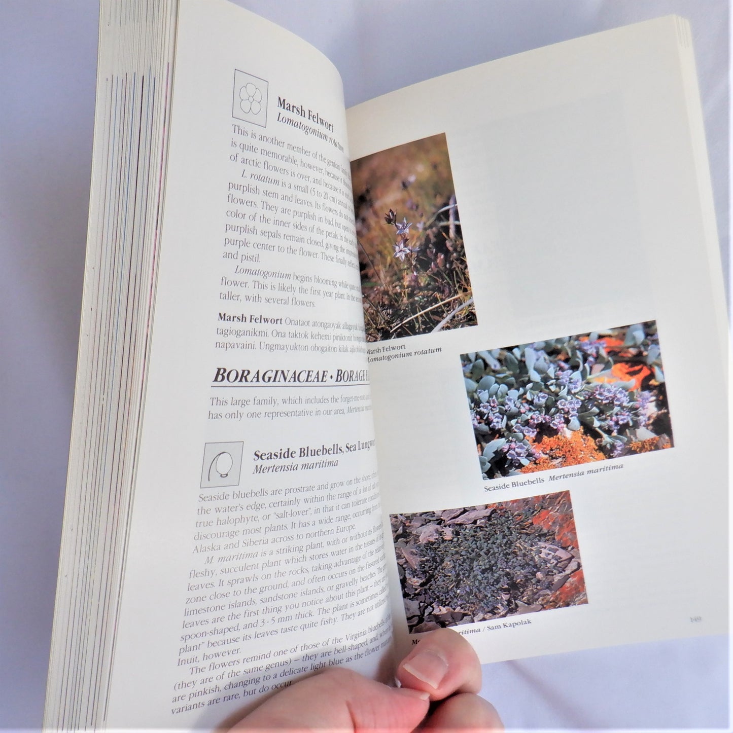 BARRENLAND BEAUTIES, Showy Plants of the Arctic Coast, by Page Burt (1st Ed. SIGNED)