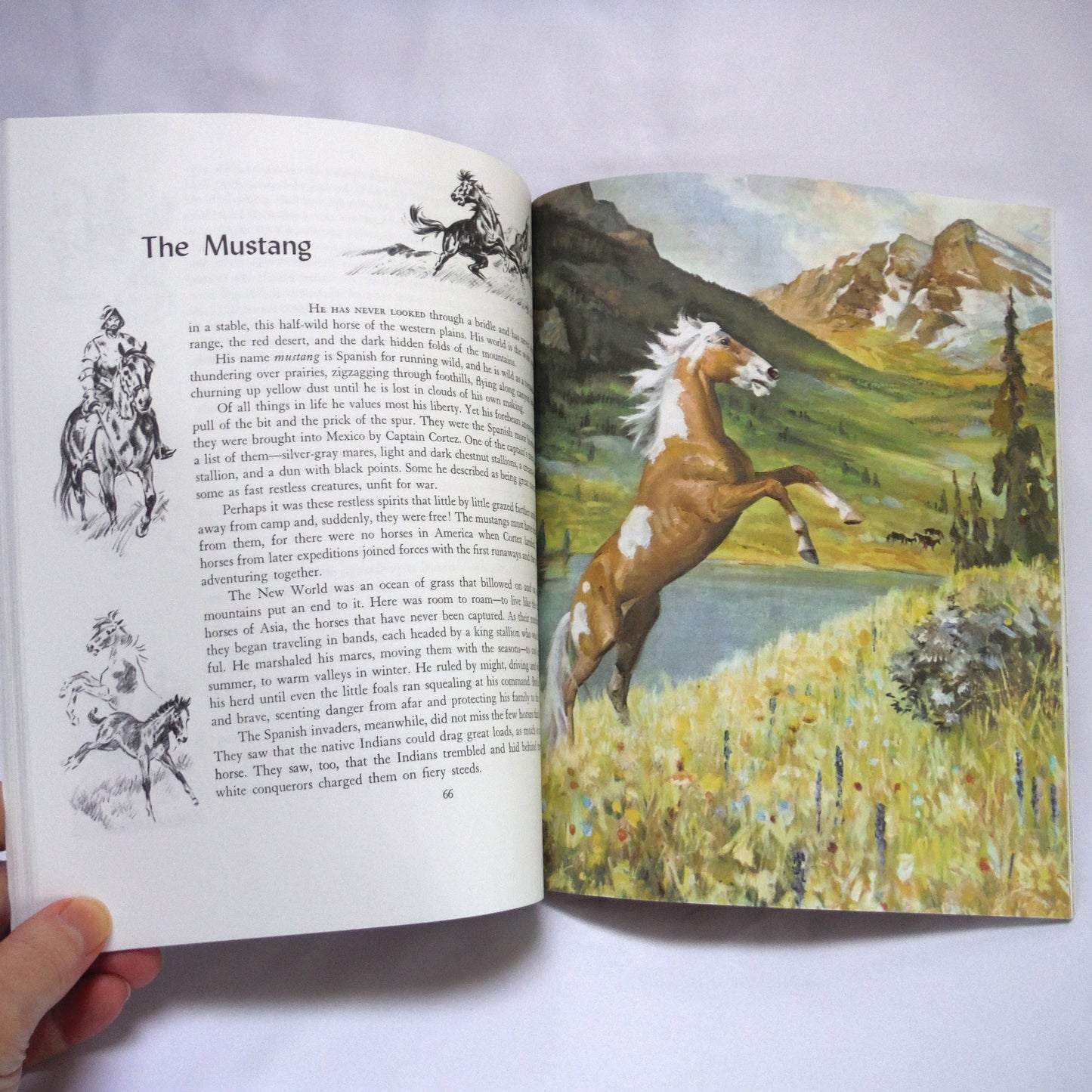 ALBUM OF HORSES, A Young Readers History of Horses Guide, by Marguerite Henry, Illustrations by Wesley Dennis (1994 1st Ed.)