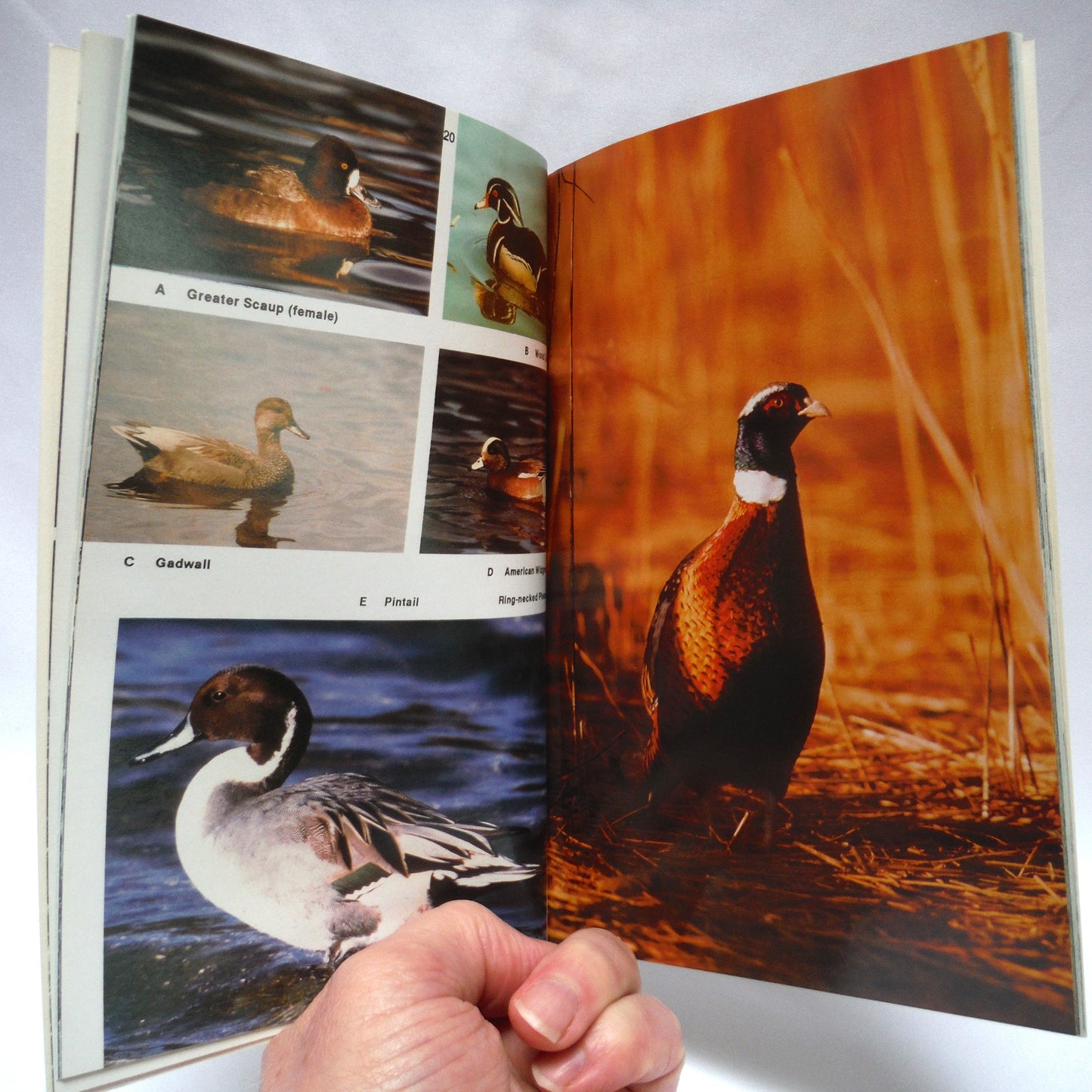 BIRDS OF BRITISH COLUMBIA, Some of the Common and Uncommon, by David A. Hancock and David Stirling (1989 1st Ed.)