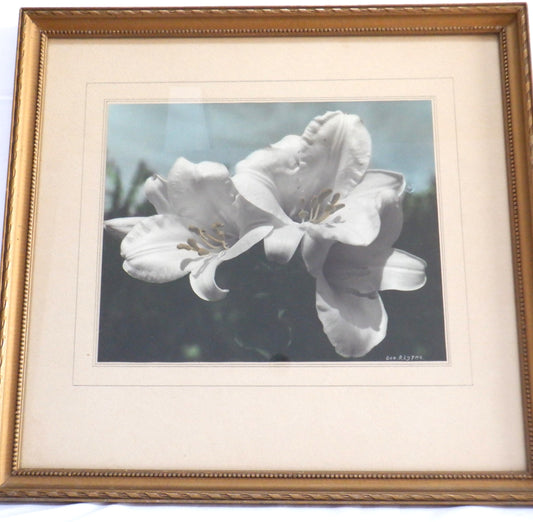 Vintage Hand-Tinted Black & White Photograph by George Lythe: 'WHITE LILIES'