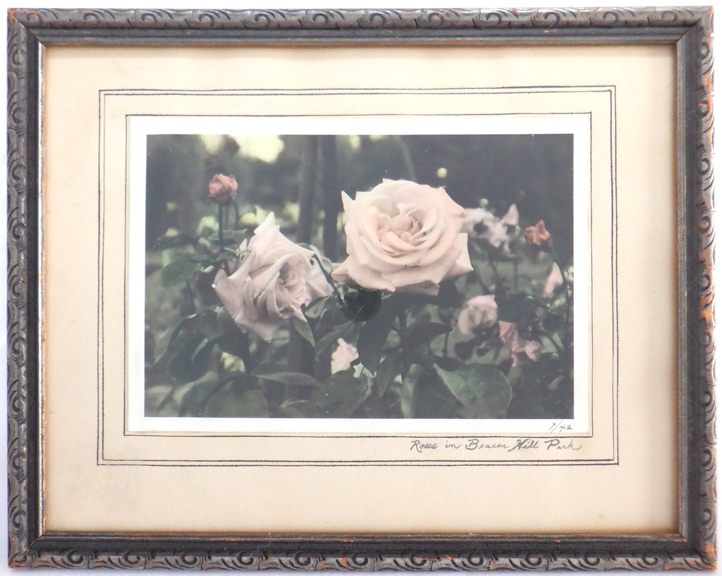 ROSES IN BEACON HILL PARK, in Victoria, British Columbia: VINTAGE HAND-TINTED FLOWER PHOTO OF EMILY CARR'S FAVOURITE GARDEN!