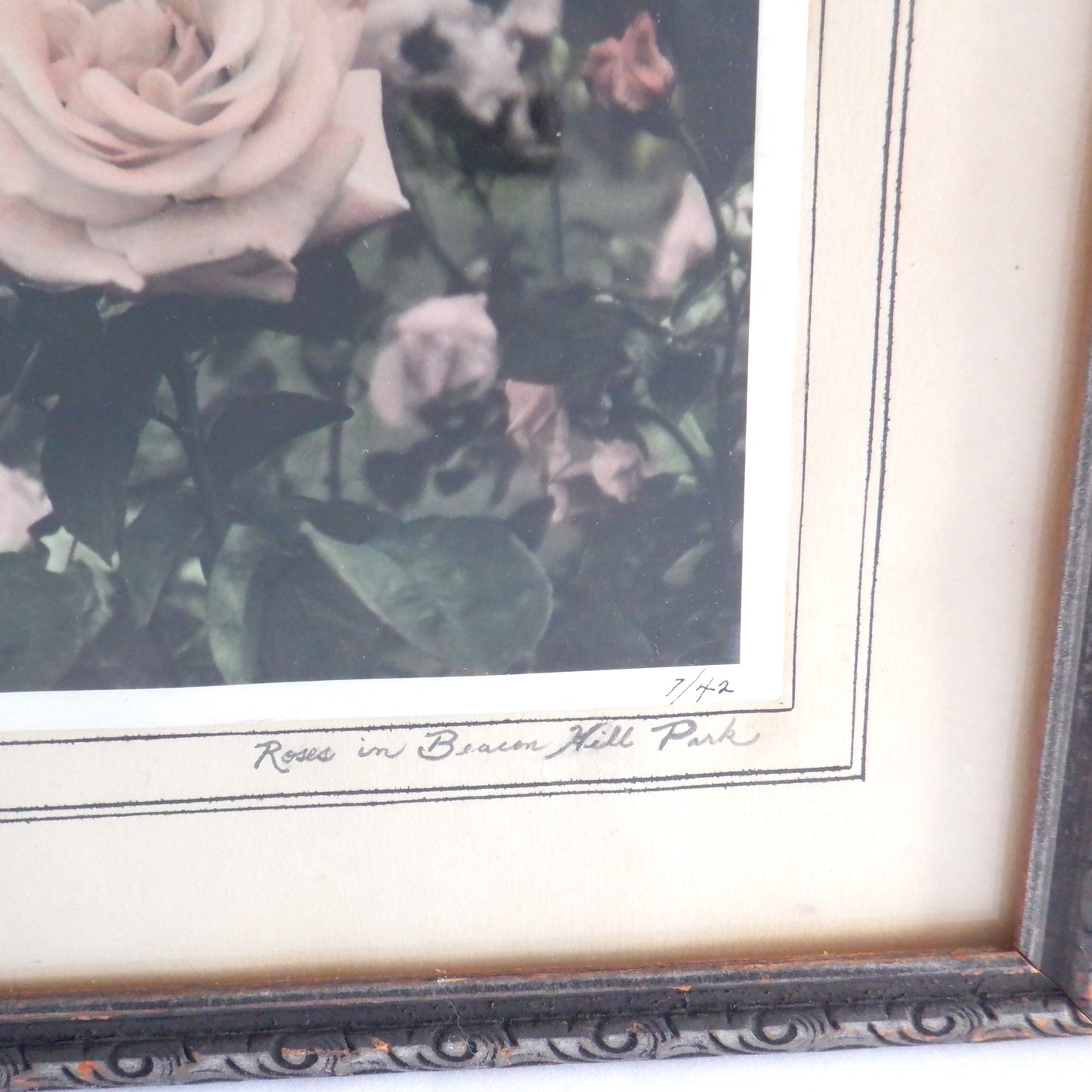 ROSES IN BEACON HILL PARK, in Victoria, British Columbia: VINTAGE HAND-TINTED FLOWER PHOTO OF EMILY CARR'S FAVOURITE GARDEN!
