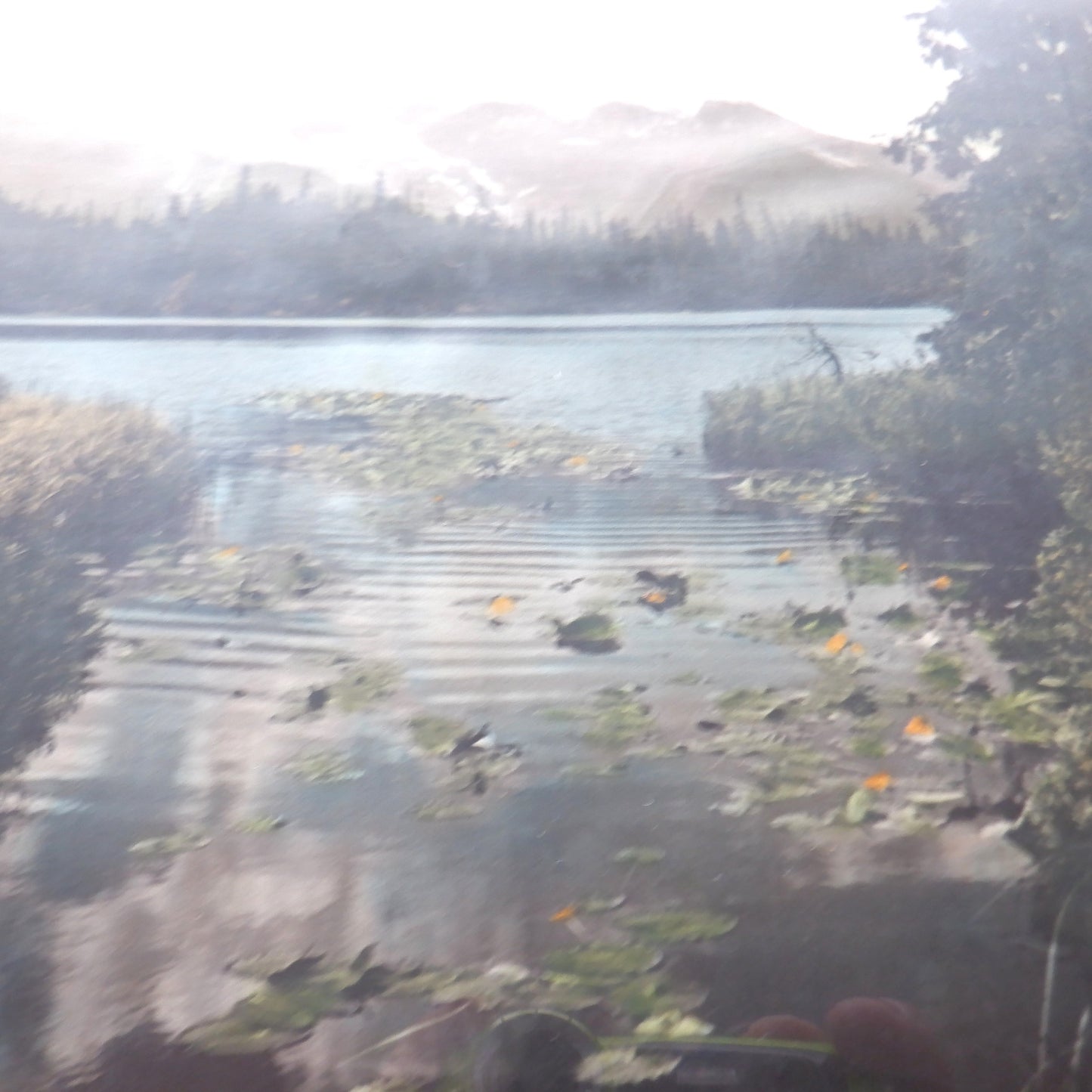 Vintage Hand-Tinted Photograph from Beautiful British Columbia, by O.J.S.: 'LILLY POND POWELL LAKE'