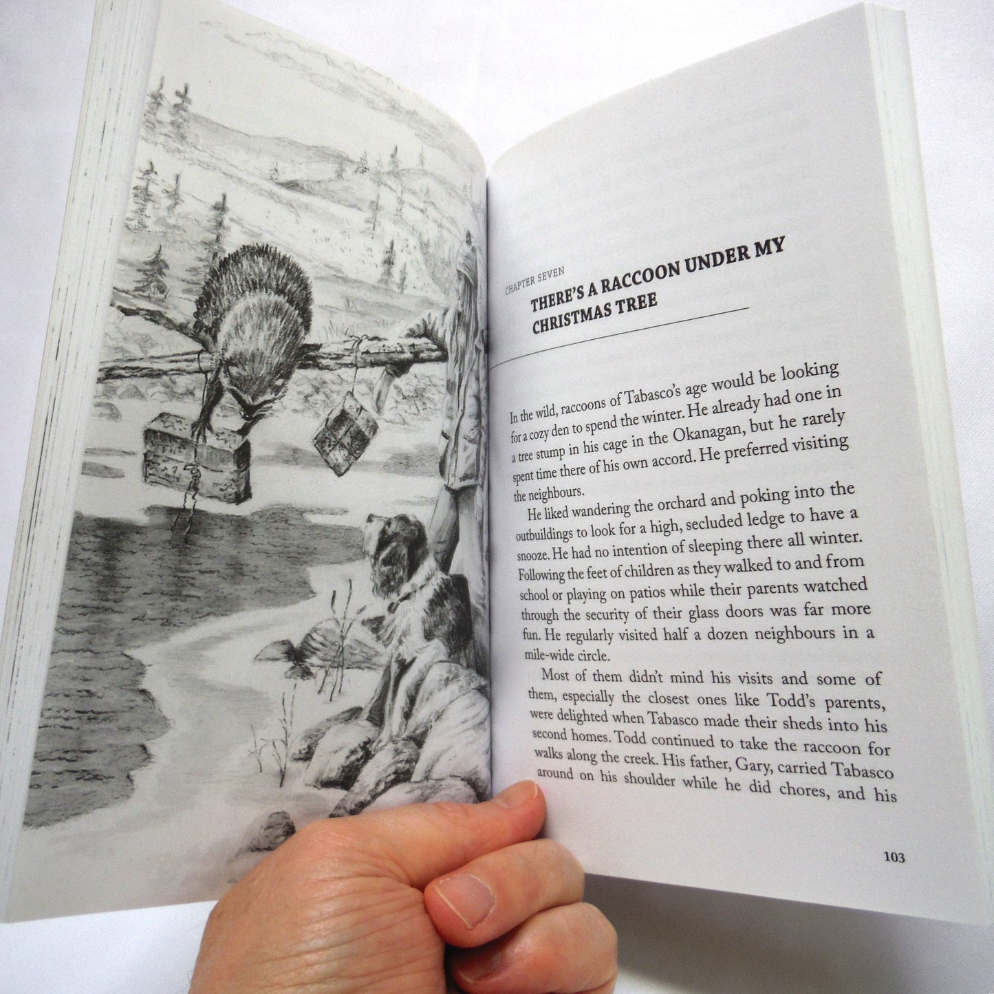 TABASCO, The Saucy Raccoon, A True Tale For Young & Old Readers, by Lyn Hancock (1st Ed. SIGNED)