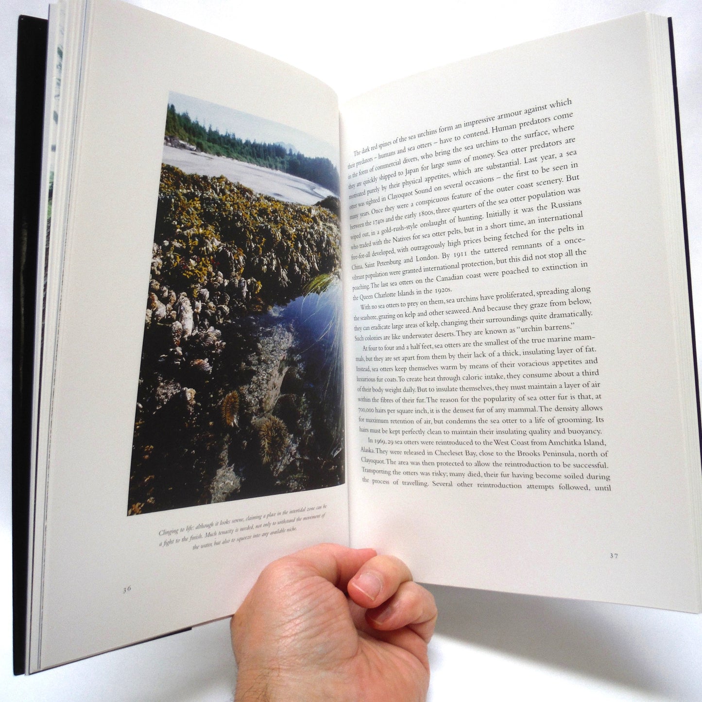 PADDLING through TIME, A Kayaking Journey through Clayoquot Sound, by Joanna Streetly, Photography by Adrian Dorst (2000 1st Ed.)