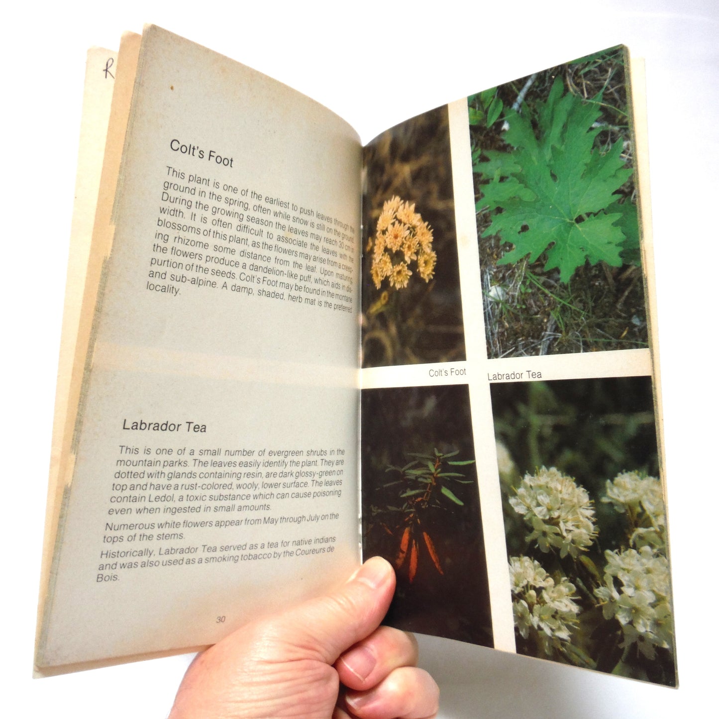 FLOWERS OF THE CANADIAN ROCKIES, by Rick Langshaw (1985 1st Ed.)