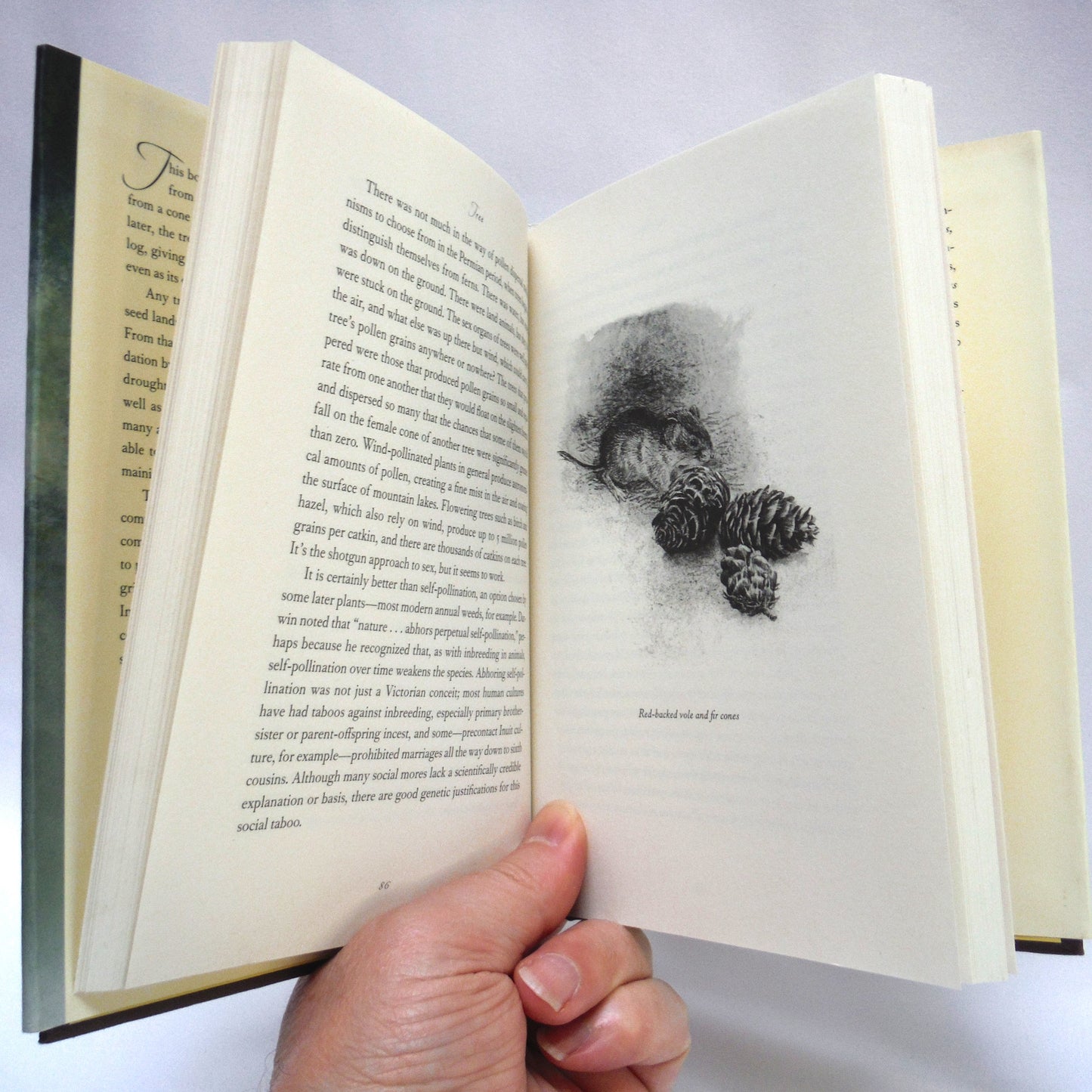 TREE, A LIFE STORY, by David Suzuki & Wayne Grady, Art by Robert Bateman (2004 1st Ed.)
