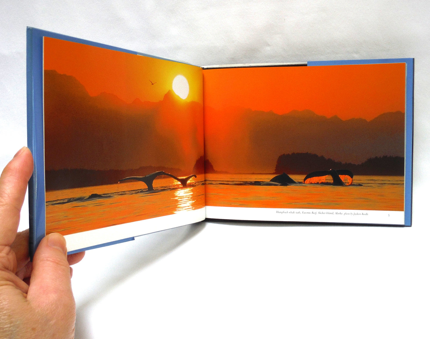 ALASKA'S WATCHABLE WHALES, Humpback and Killer Whales, by Jay Beedle, Jayleen Beedle and Mark Kelley (1st Ed. SIGNED)