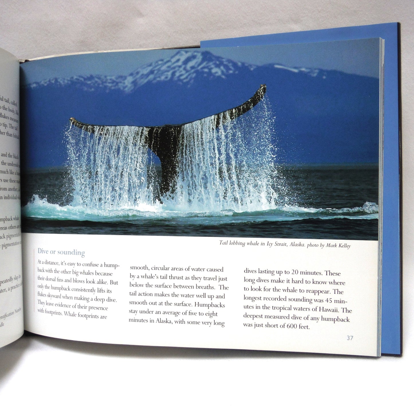 ALASKA'S WATCHABLE WHALES, Humpback and Killer Whales, by Jay Beedle, Jayleen Beedle and Mark Kelley (1st Ed. SIGNED)