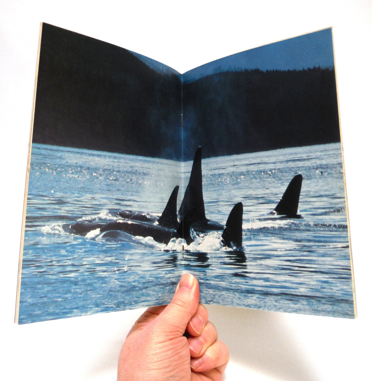 WATERS, Journal of the Vancouver Aquarium, Vol 5, Number 1, Summer 1981: THE KILLER WHALES OF B.C. (1973 1st Ed.)