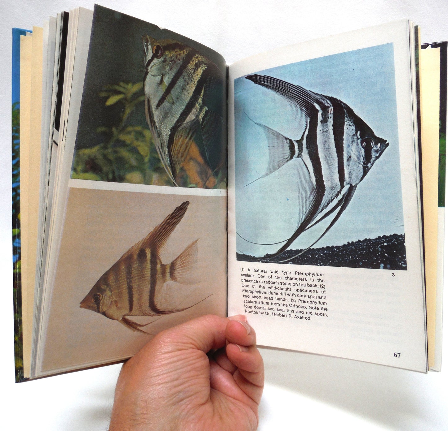 FRESHWATER ANGELFISHES FULL-COLOUR POCKET GUIDE KW-408, by Dr. Herbert R. Axelrod and Dr. Warren E. Burgess (1995 Edition)