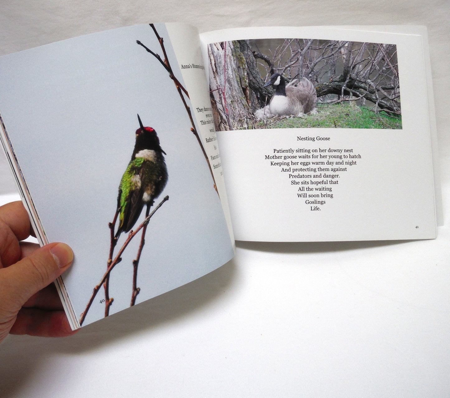 ECHOING JOY, Birds of Longwood Development by Charlotte Caron (2017 1st Ed.)