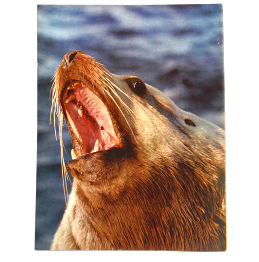 PACIFIC WILDERNESS AND THE PACIFIC RIM PARK, A Vintage Guide by David & Lyn Hancock and David Stirling (1974 1st Ed.)