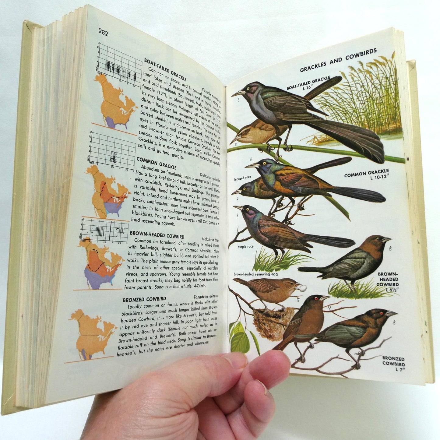 BIRDS OF NORTH AMERICA, A Vintage Golden Guide to Bird Field Identification (1966 1st Ed.)