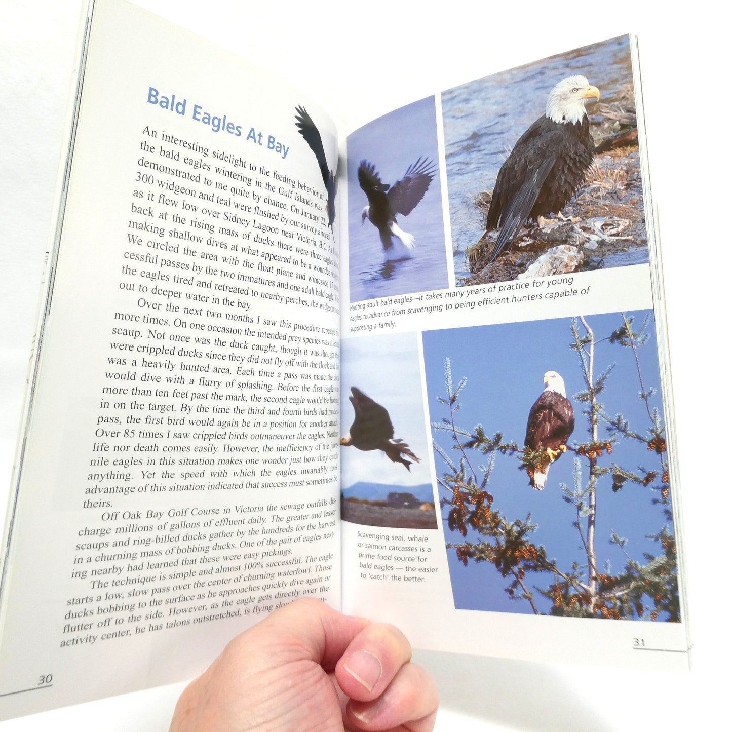 THE BALD EAGLE OF ALASKA, BC and Washington, by David Hancock (2003 1st Ed.)