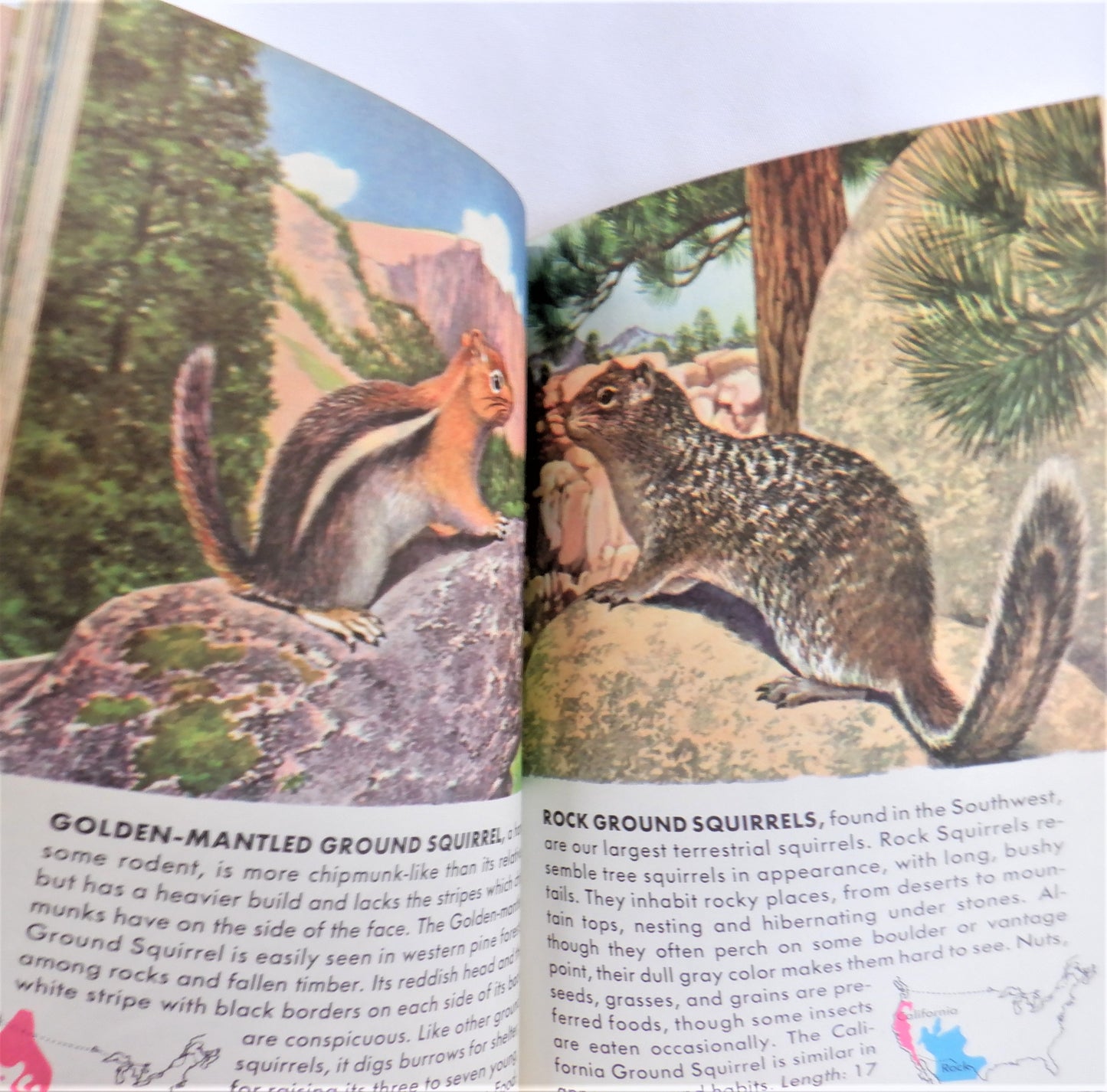 MAMMALS, A Pocket Guide to Familiar American Species, 1955