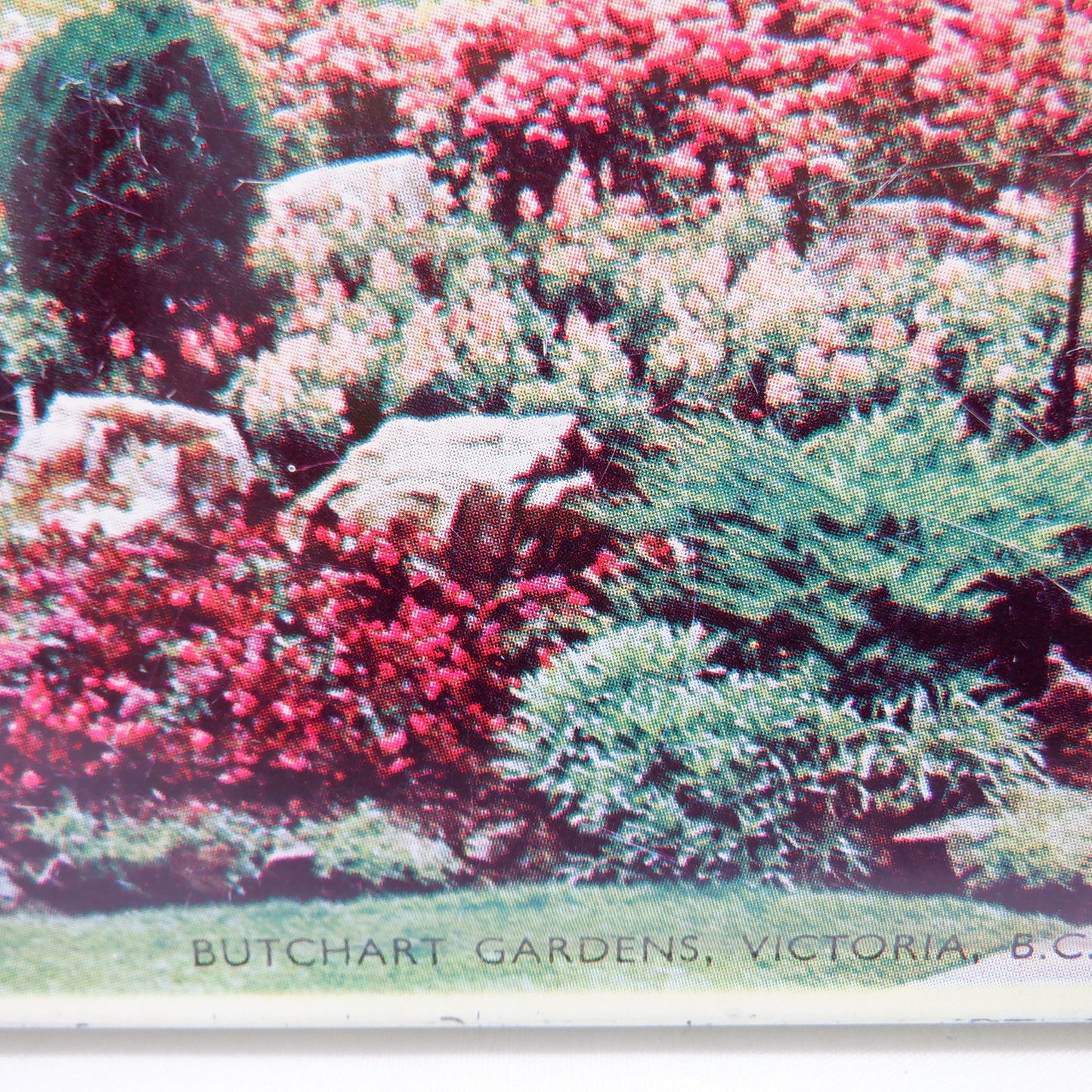 BLUE BIRD TOFFEE ANTIQUE TIN: The World Famous Butchart Gardens, Victoria, B.C.