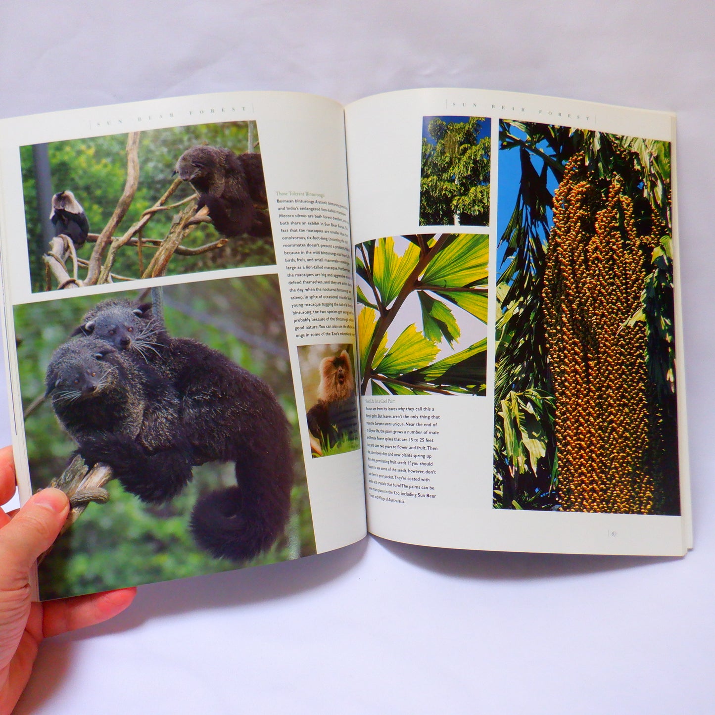 THE WORLD FAMOUS SAN DIEGO ZOO, and THE SAN DIEGO WILD ANIMAL PARK, Tourist Souvenir Guides, 2000 (A Paul's 2-Pack Special)