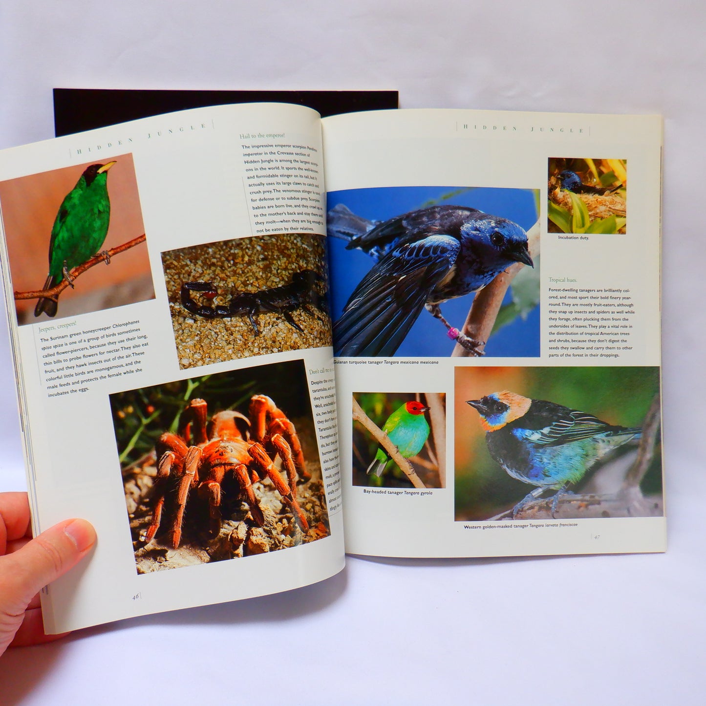 THE WORLD FAMOUS SAN DIEGO ZOO, and THE SAN DIEGO WILD ANIMAL PARK, Tourist Souvenir Guides, 2000 (A Paul's 2-Pack Special)