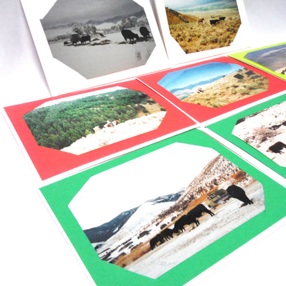 Vintage WESTERN CANADA PHOTO ART CARDS, Set of 8 Featuring Cows, Prairies, Mountains, Horses and more, in Colourful Hand-Made Cards!