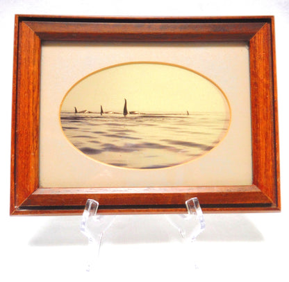 1956 Mid-Century B&W Sepia-Toned Wood Framed Photograph: 'FOUR ORCA KILLER WHALES'