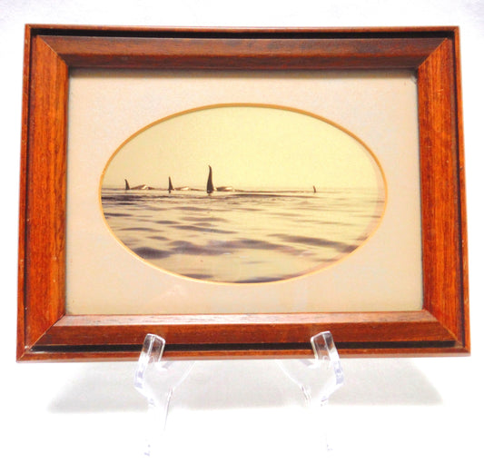 1956 Mid-Century B&W Sepia-Toned Wood Framed Photograph: 'FOUR ORCA KILLER WHALES'