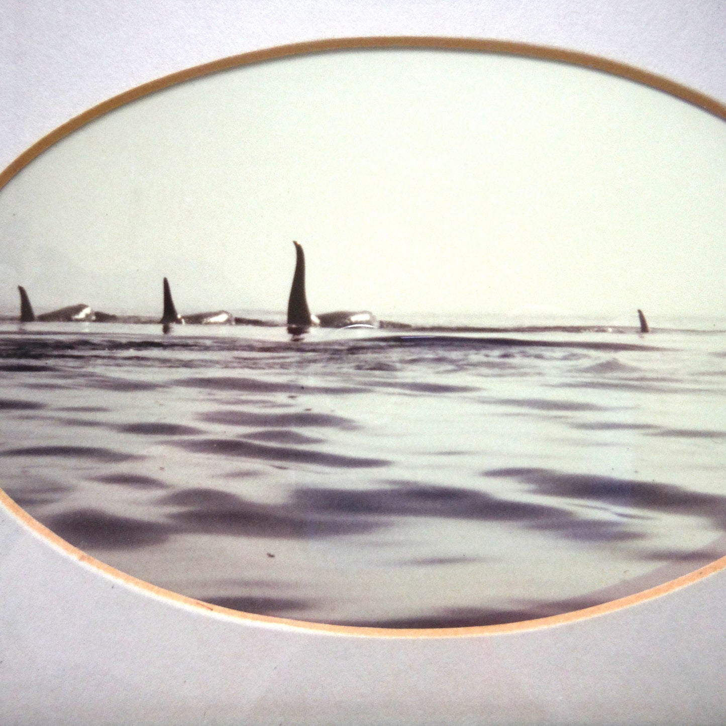 1956 Mid-Century B&W Sepia-Toned Wood Framed Photograph: 'FOUR ORCA KILLER WHALES'