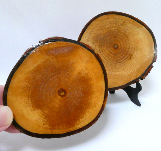 Pair of Rare Custom Made Live-Edge Wood-Burned Coasters from THE SLEEPING GIANT BREWING COMPANY