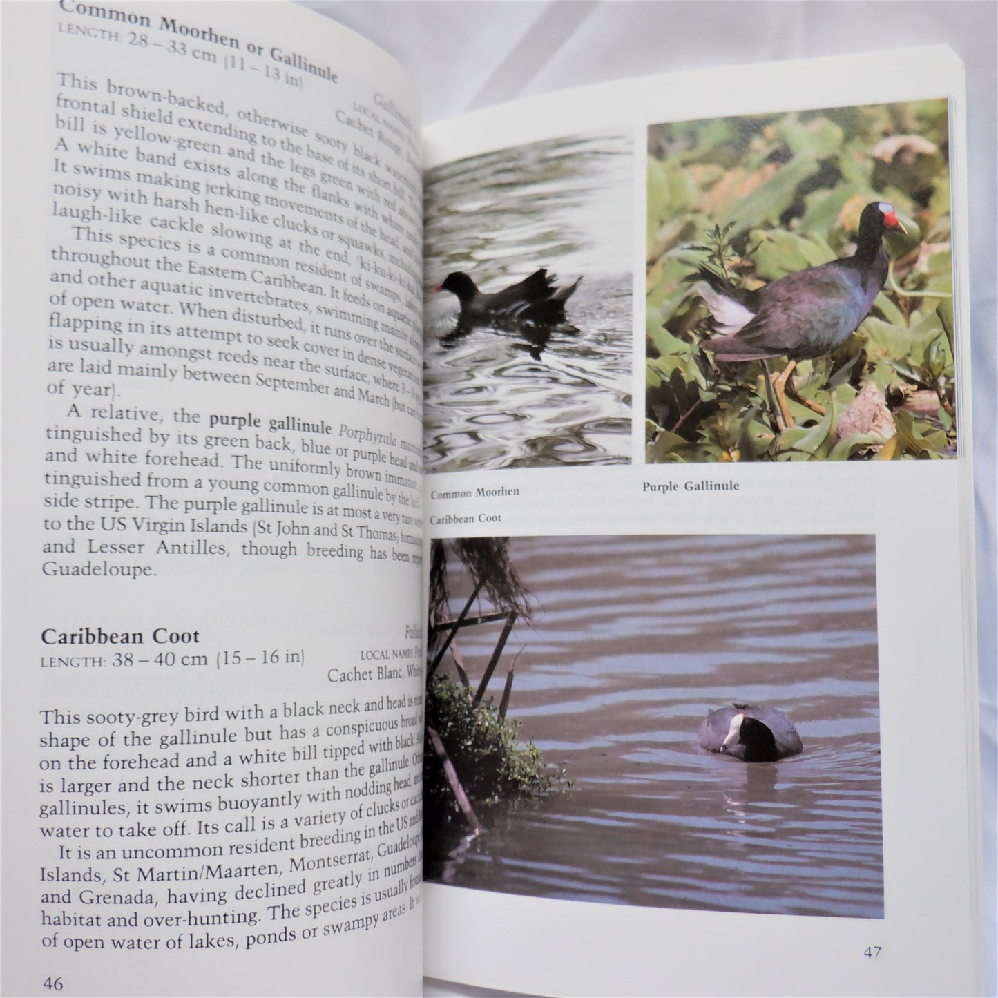 BIRDS OF THE EASTERN CARIBBEAN, A Guidebook by Peter Evans (1990 1st Ed.)