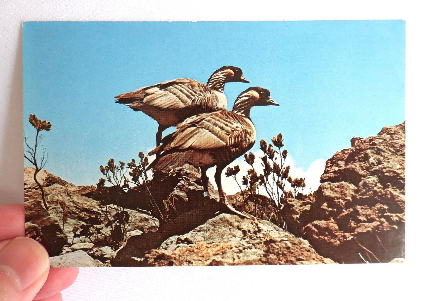 POSTCARD, Set of 2, Vintage Postcards of Fowl & Fauna in The Haleakala National Park, HAWAII