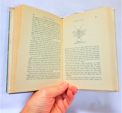 DRY-FLY BEGINNINGS, An Angling Book by Dermot Wilson (1957 1st Ed.)