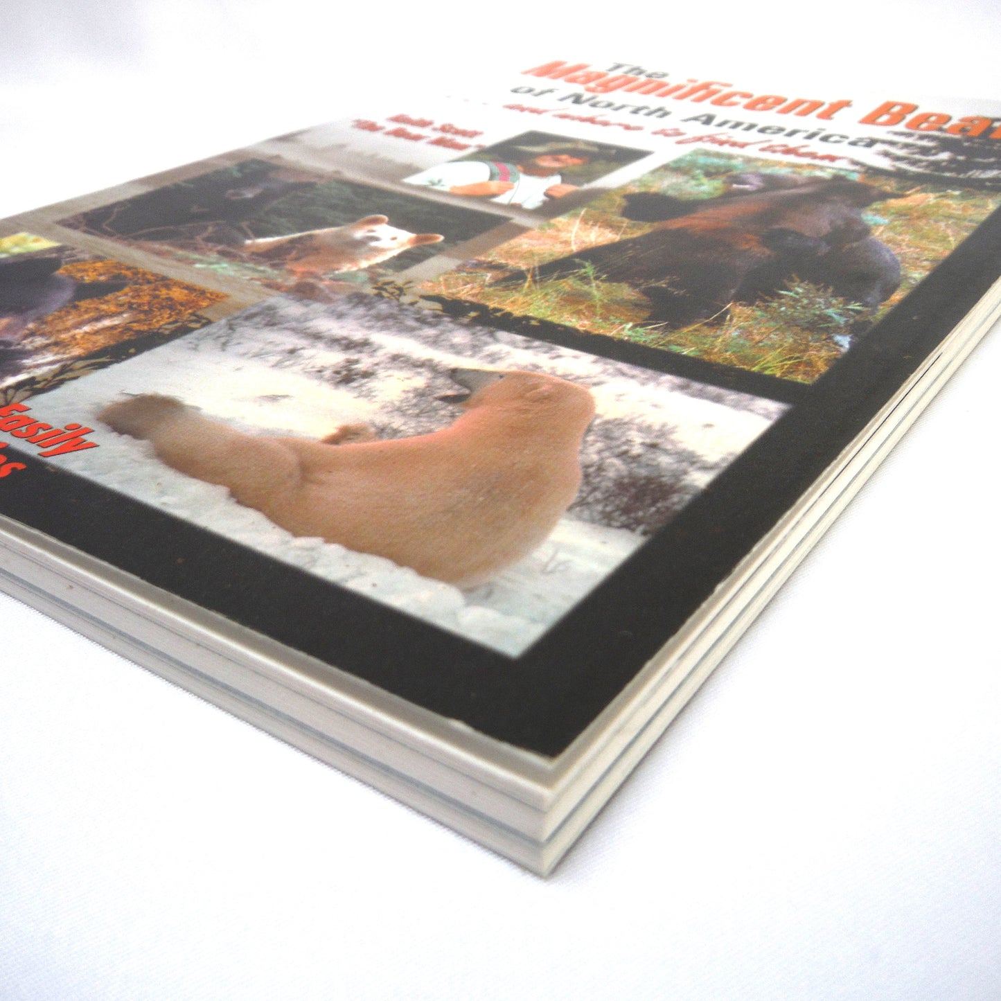 THE MAGNIFICENT BEARS OF NORTH AMERICA...and where to find them, by Keith Scott "The Bear Man" (2001 1st Ed.)
