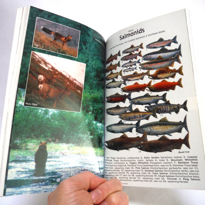 THE MAGNIFICENT BEARS OF NORTH AMERICA...and where to find them, by Keith Scott "The Bear Man" (2001 1st Ed.)