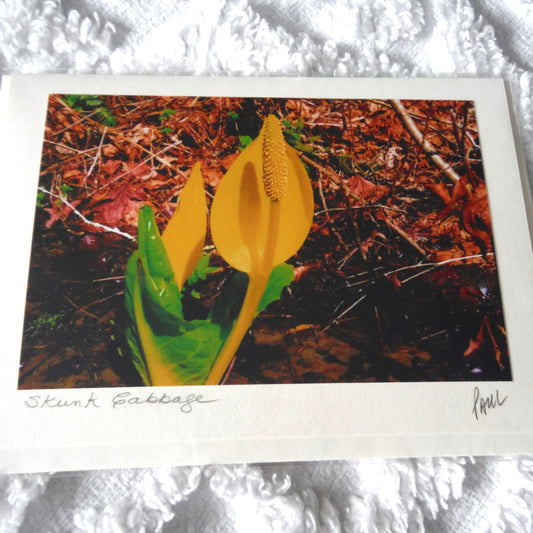 Original Art Greeting Card, Forest Floor Collection: "SKUNK CABBAGE"