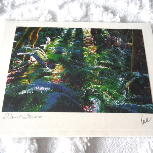 Original Art Greeting Card, Ferns & Water Collection: "GIANT FERNS"