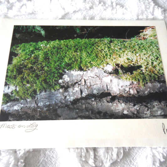 Original Art Greeting Card, Sunshine & Moss Collection: "MOSS ON LOG"