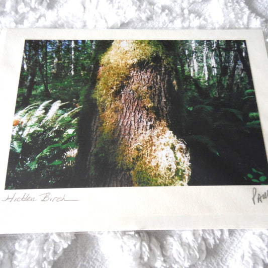 Original Art Greeting Card, Sunshine & Moss Collection: "HIDDEN BIRCH"