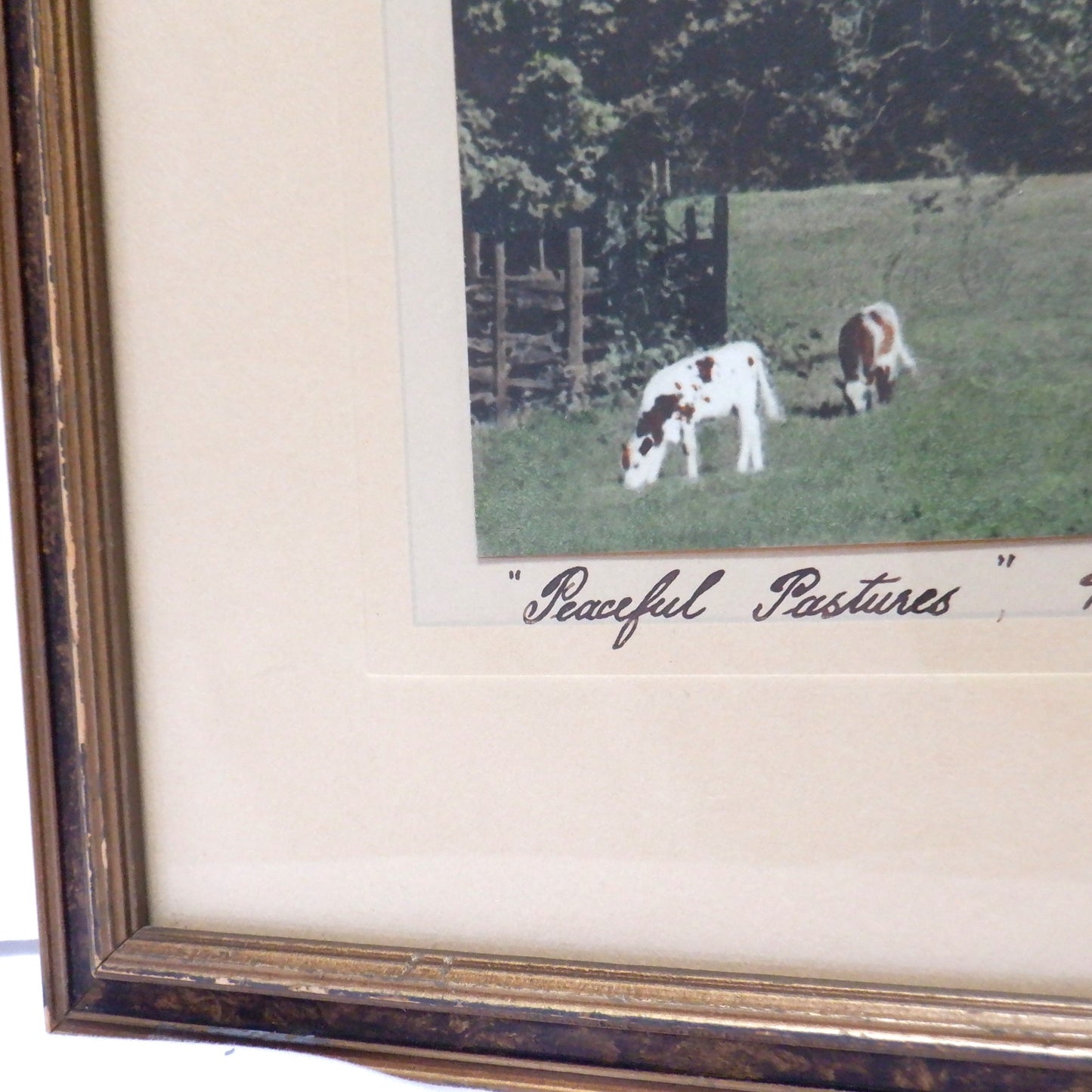 Antique Hand-Tinted Photograph of Minden, Ontario, by Anne Shepherd: 'PEACEFUL PASTURES'