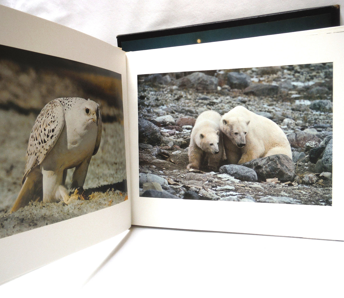 THE ARCTIC: Photography and Text by Fred Bruemmer, and The Montreal Star (1974 1st Ed.)