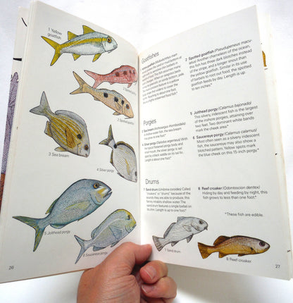 GUIDE TO CORALS & FISHES of Florida, Bahamas, and the Caribbean, by Idaz Greenberg (1986 Ed.)