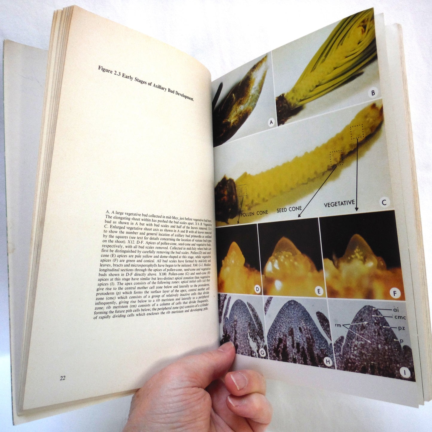 THE LIFE HISTORY OF DOUGLAS FIR, By George S. Allen and John N. Owens of Environment Canada Forestry Service (1972 1st Ed.)