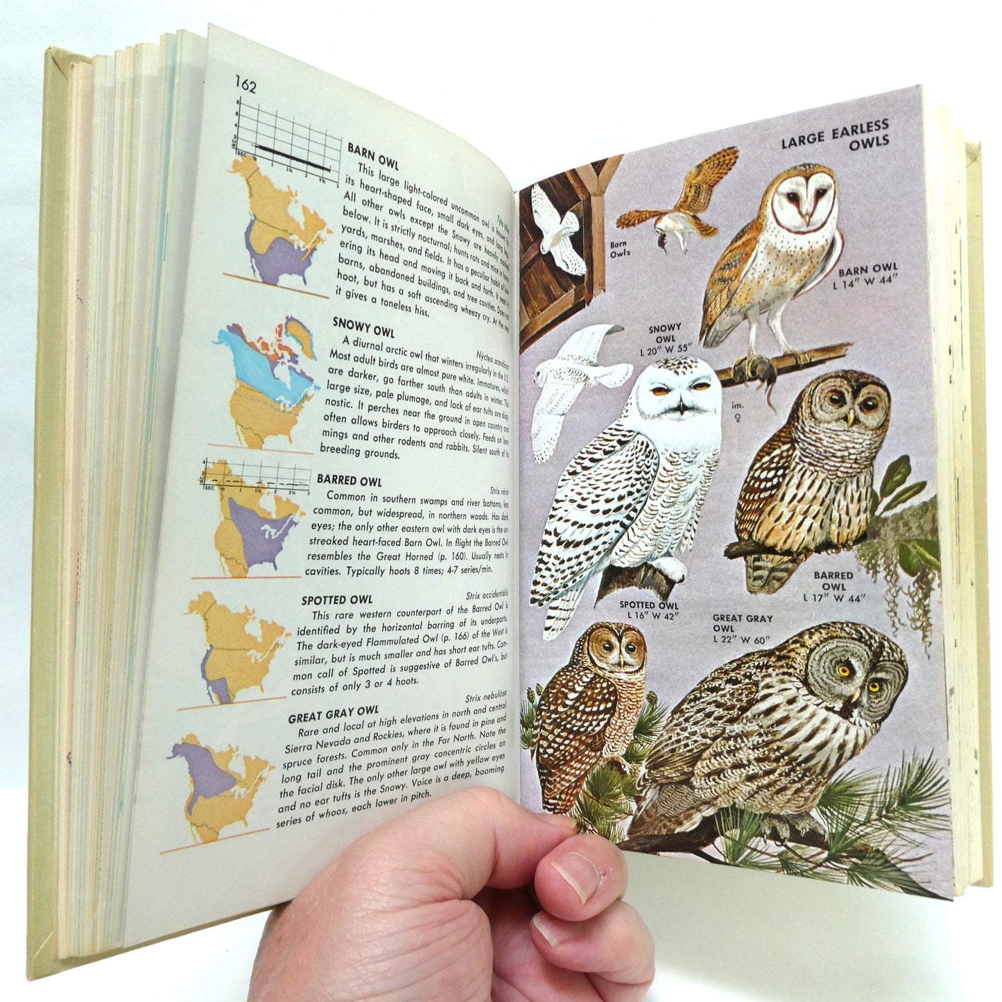 BIRDS OF NORTH AMERICA, A Vintage Golden Guide to Bird Field Identification (1966 1st Ed.)