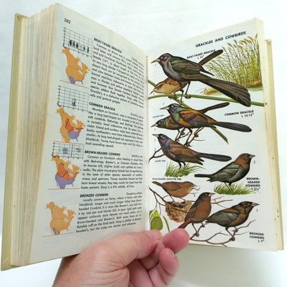 BIRDS OF NORTH AMERICA, A Vintage Golden Guide to Bird Field Identification (1966 1st Ed.)