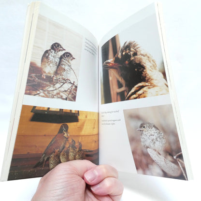 SHARING A ROBIN'S LIFE, by Linda Johns (1st Ed. SIGNED)