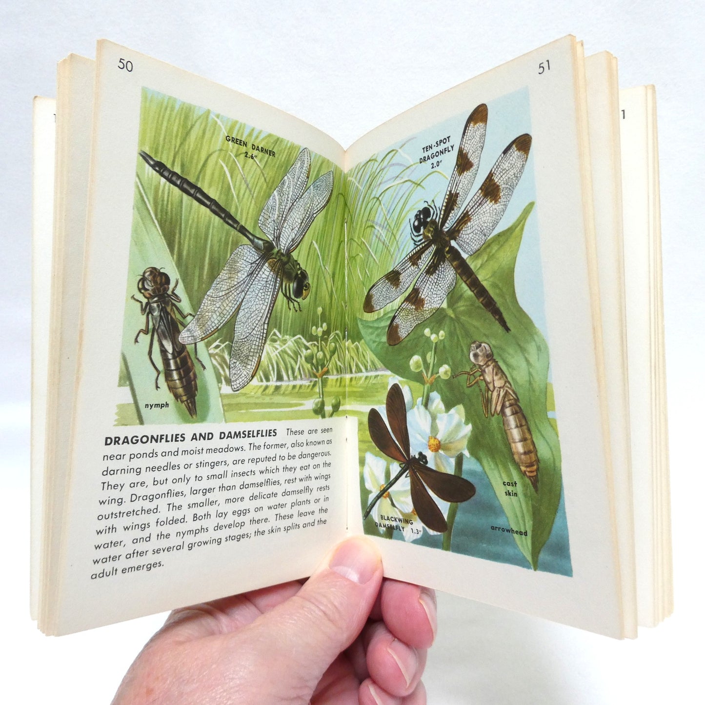 GOLDEN NATURE GUIDES: Mid-Century Pocket Reference Books on INSECTS, BIRDS, TREES, FLOWERS or REPTILES and AMPHIBIANS, Priced Individually!