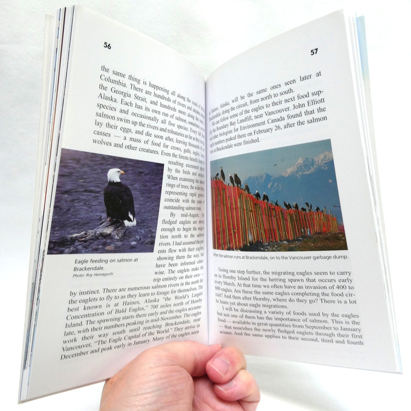 THE EAGLES OF HORNBY ISLAND, My Tree-top Neighbours, by Douglas Carrick (2008 1st Ed.)